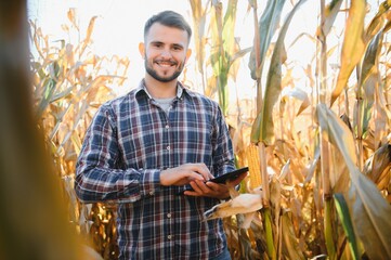 Farmer in field checking on corncobs