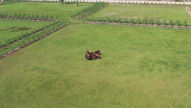 Caballos en el campo