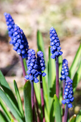 Blue flower Viper Bow in a flowerbed with green leaves