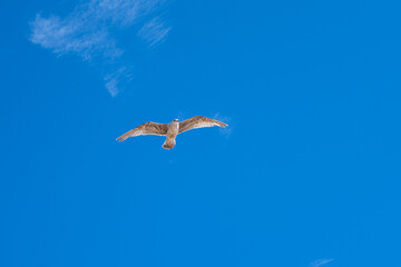 flying seagulls. Seagulls flying over the sea in the blue sky