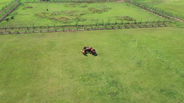 Caballos en el campo
