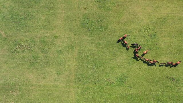 Caballos en el campo