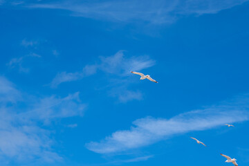 flying seagulls. Seagulls flying on the beach the sea are preparing to migrate