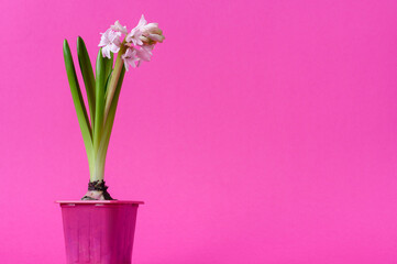 Pink hyacinth flower in a pot (Hyacinthus orientalis) on a pink background. First spring flower. Postcard.