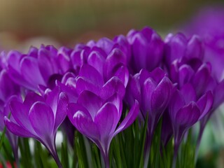 Fototapeta premium Purple Crocus in a Cluster 