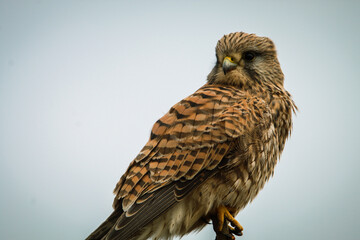 A stunning shot of a Kestrel perched in a tree in windy conditions.