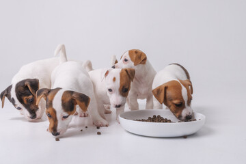 hungry jack russell terrier puppies eating from a bowl of food