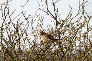 A stunning shot of a Kestrel perched in a tree in windy conditions.