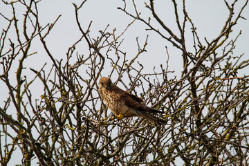 A stunning shot of a Kestrel perched in a tree in windy conditions.