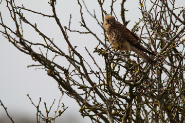 A stunning shot of a Kestrel perched in a tree in windy conditions.