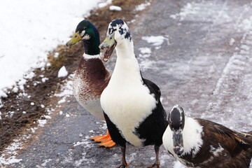 Black and white Ancona ducks walking together out in the cold winter.