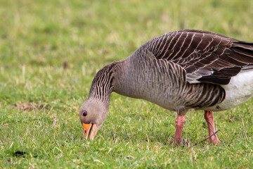 A beautiful portrait shot of a Goose looking and hunting for food in a field.