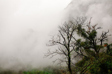 Obraz na płótnie Canvas Trees in mountain clouds