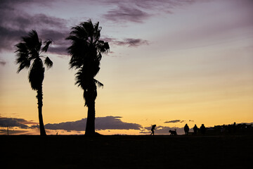 silhouette of palm trees, people and animals in landscape at sunset