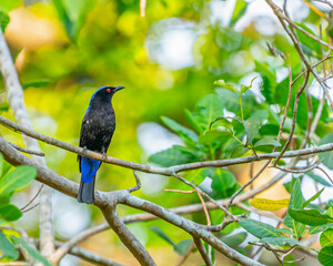 Asian fairy blue bird