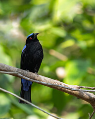 Asian Fairy bluebird sitting