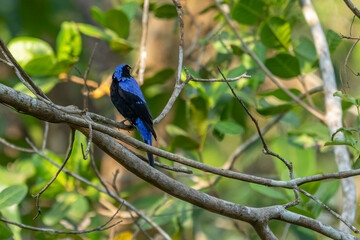 An Asian fairy bluebird perching