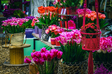 Blooming colorful tulips in flowerpots in the flower exposition, Netherlands