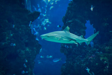 Obraz premium Single shark swimming next to coral reefs and different fish