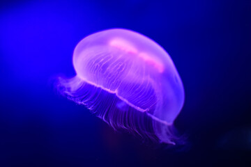 Neon pink jellyfish swimming aruond