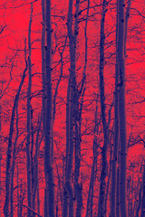 Thick forest of talll aspen trees in a landscape scene in Colorado with red and blue duotone colors