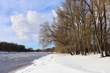 trees in the snow