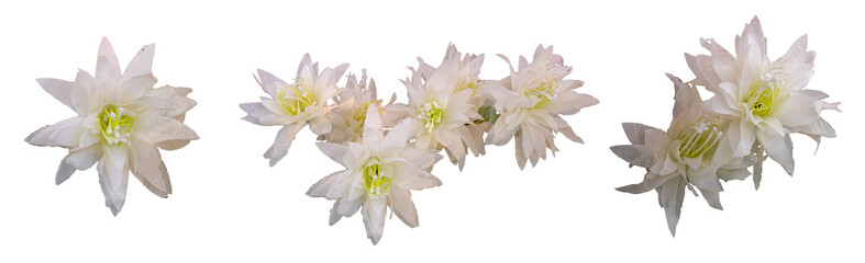 Fototapeta na wymiar White roses isolated on a transparent background. Png file. Floral arrangement, bouquet of garden flowers. Can be used for invitations, greeting, wedding card.