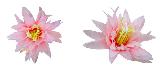 pink water lily isolated. Can be used for invitations, greeting, wedding card.