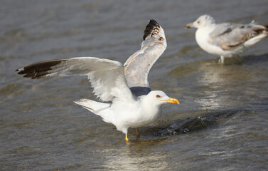 white seagull with beautiful yellow and some gray feathers on the beach