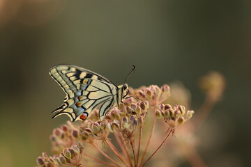 Fototapeta na wymiar una farfalla papilio machaon su un fiore in estate