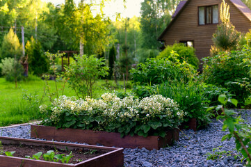 Rustic wooden house with raised vegetable garden beds, strawberry blooming. Growing organic food....