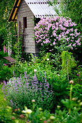 Cottage english garden in spring. Blooming syringa meyeri Palibin with rustic wooden house on...