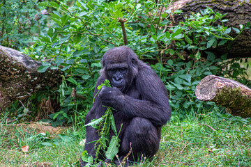 monkey in the meadow