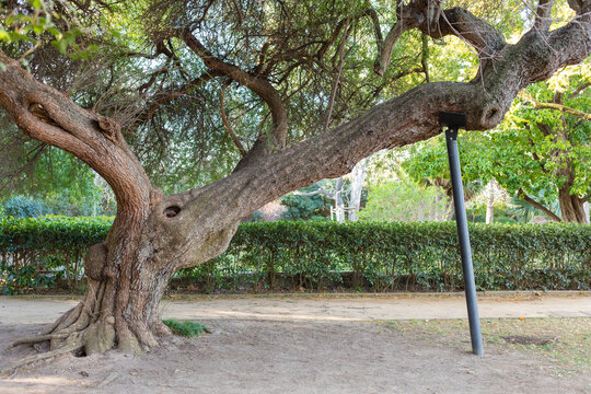 The tree in the park is supported by a metal support. Caring for nature.