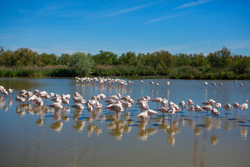 Herds of flamingo migrating and eating fish at pond