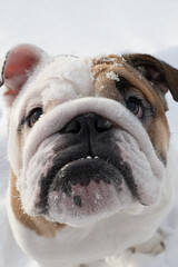 Dog. English bulldog. A thoroughbred dog in winter. Animal themes. Pets