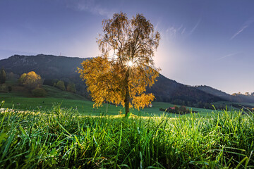 Allgäu - Herbst - Sonnenaufgang - Grünten - Rettenberg - Baum
