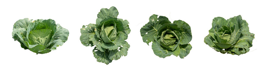 cabbage isolated on white