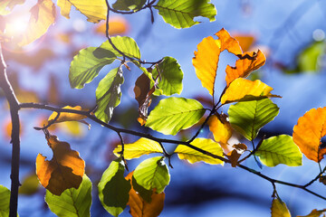 Leaves in the forest illuminated by the autumn sun.