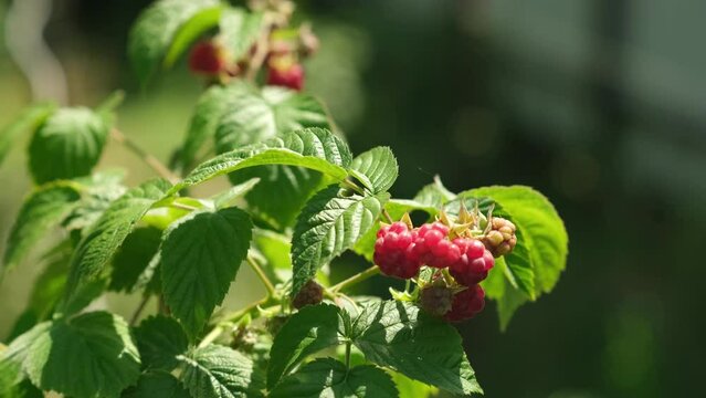 Branch of ripe raspberries in a garden on the wind. Red sweet berries growing on raspberry bush