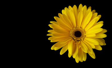 yellow gerbera flower isolate on black background