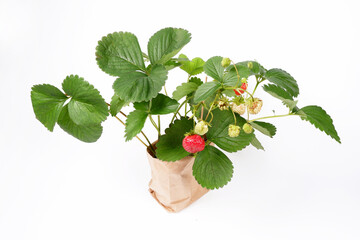 Strawberry bush garden strawberries in a paper bag for planting on a white background. The concept of healthy eating. Agricultural industry.Seasonal sale of berry seedlings