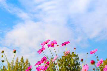 Beautiful cosmos flowers in garden.