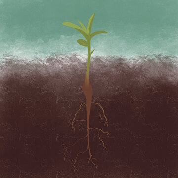 Plant with roots. Illustration of how a plant grows. Gardening. Earth Day.