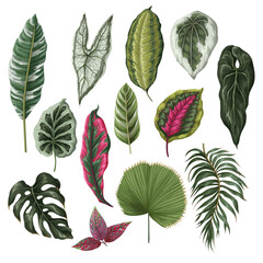 Vivid tropical leaves isolated. Vector.