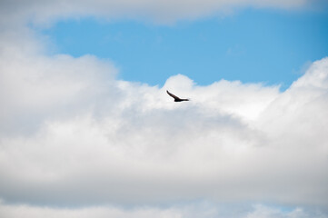 Fototapeta na wymiar A turkey vulture flies in the sky below the clouds