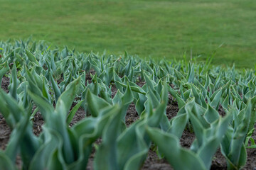 Tulip seedlings. Young tulip seedlings growing in the flower field. A flower bed in a park where tulip seedlings are planted.