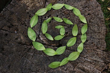 Green spiral from fresh evergreen shrub leaves on a wooden stomp. Single spiral as a symbol of the...