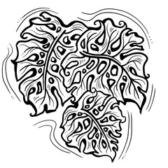 Monstera tropical green leaf drawing. Exotic nature palm plants theme illustration, decorative element for logo design, postcard, party invitation deco, restaurant menu, spa salon. Hand drawing.