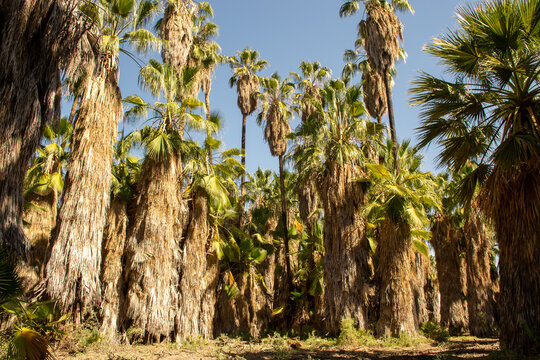 Bosques de palmeras Butia Yatay en la ciudad de Mendoza